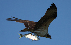 Osprey hunting for fish 