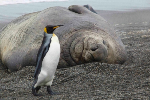 King Penguin and Elephant Seal