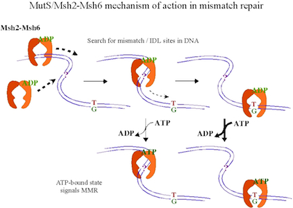 MutS/Msh6 mechansm of action in mismatch repair