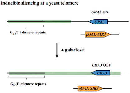 Inducible silencing at a yeast telomere