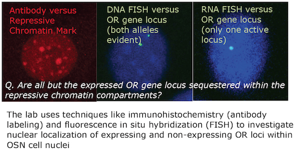 the lab uses techniques like immunohistochemistry...