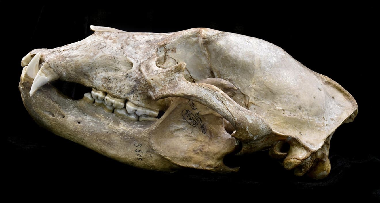 According to the exhibit, omnivores like this grizzly bear have more generalist teeth that can be used to process a wide variety of foods. The incisors at the front can be used to slice through an animal but are also commonly used to graze grass. The menacing canines can be used to rip apart flesh or takedown squirrels and other small animals, but are also used to rip into logs to find grubs and ants. The molars and premolars can be used to crunch bones or crack nuts.