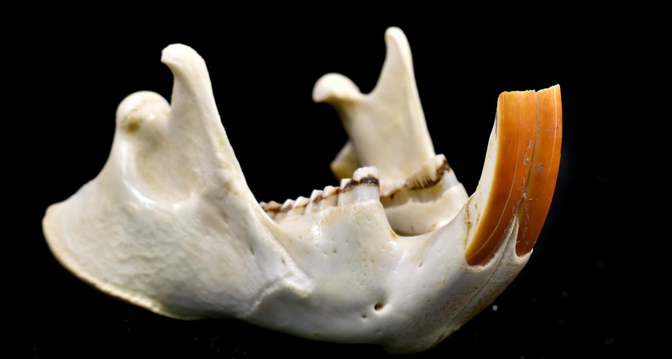 The American beaver has heterodont teeth that grow throughout its life. Beaver incisors are covered in a thick layer of enamel, with an orange tint from the presence of iron compounds, which makes them extremely durable.