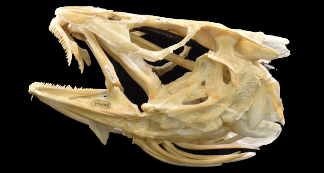 The “Wisdom Teeth” exhibit also includes an online component featuring several photographs and additional information. The codfish, pictured here, has thin struts of bone that make up the animal’s skull and allow for greater cranial flexibility. This flexible skull allows codfish to extend their jaws forward and rapidly snatch prey by protruding the pre-maxilla. They also rapidly expand the space in their mouth to create a negative pressure that sucks prey items into their jaws.