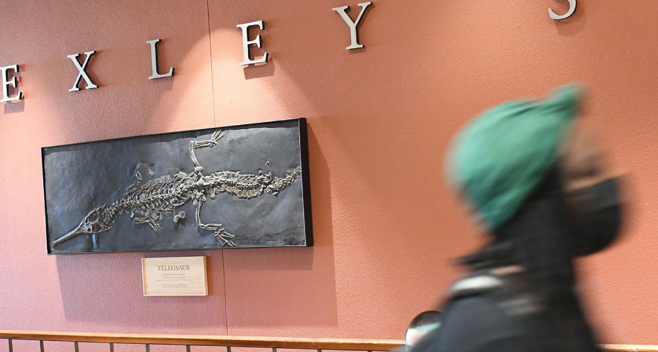 A restored Teleosaur cast was mounted in Exley Science Center this month after spending 63 years in storage. Plaster casts are not fakes, but accurate replicas of actual specimens that retain fine details of the original that are important for study and access, especially for fragile specimens, destroyed originals, or specimens in private collections. (Photo by Olivia Drake)