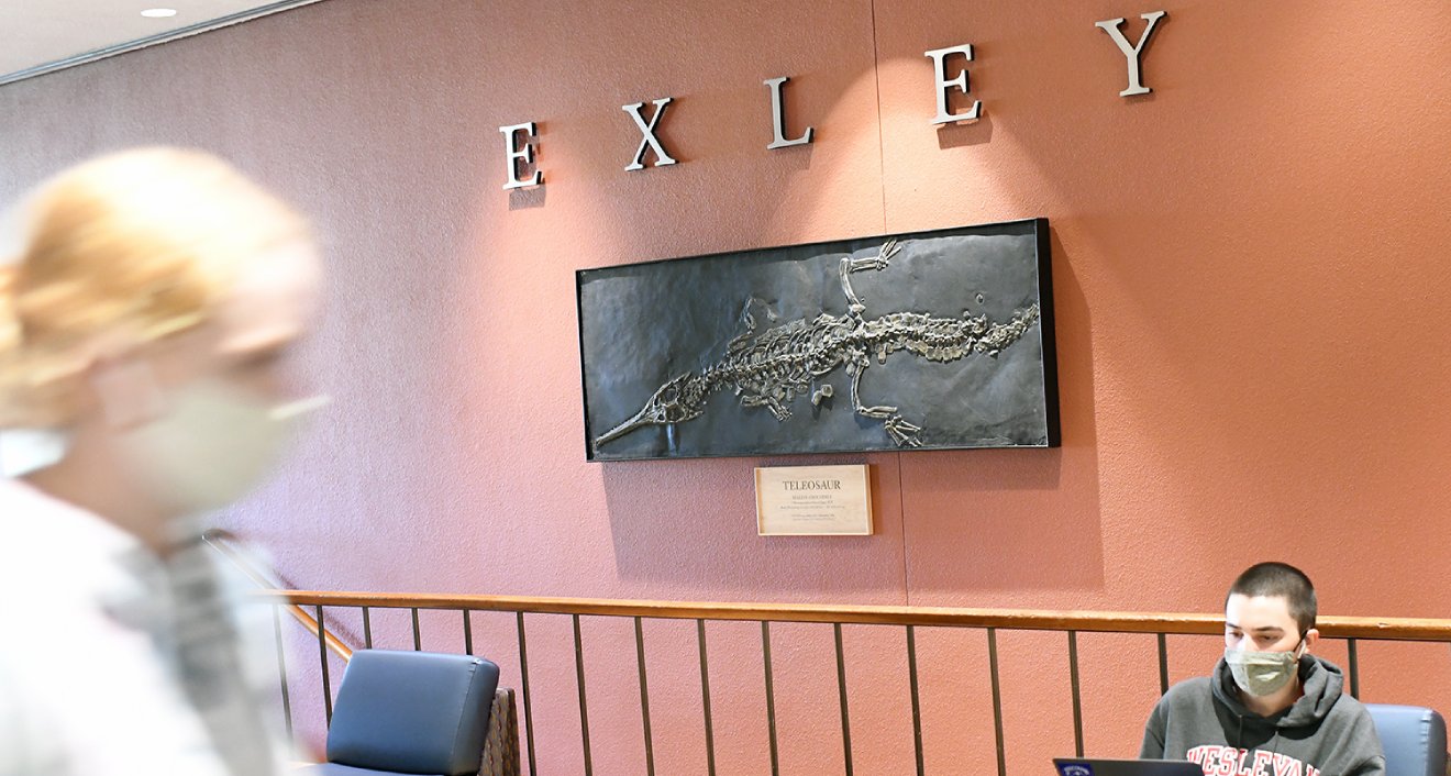 A restored Teleosaur cast was mounted in Exley Science Center this month after spending 63 years in storage. Plaster casts are not fakes, but accurate replicas of actual specimens that retain fine details of the original that are important for study and access, especially for fragile specimens, destroyed originals, or specimens in private collections. (Photo by Olivia Drake)