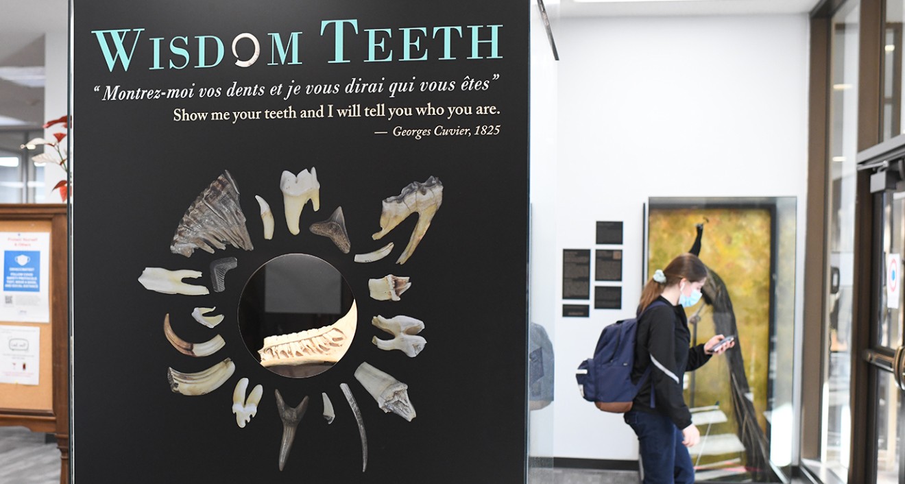 The campus community can sink their teeth into a new exhibit housed in the Science Library. Titled “Wisdom Teeth,” the 30-piece exhibit showcases a series of skulls and jaws, each highlighting the amazing dental morphology that has evolved in the vertebrate lineage. All displayed specimens are housed in Wesleyan’s George Brown Goode Biology Collections.