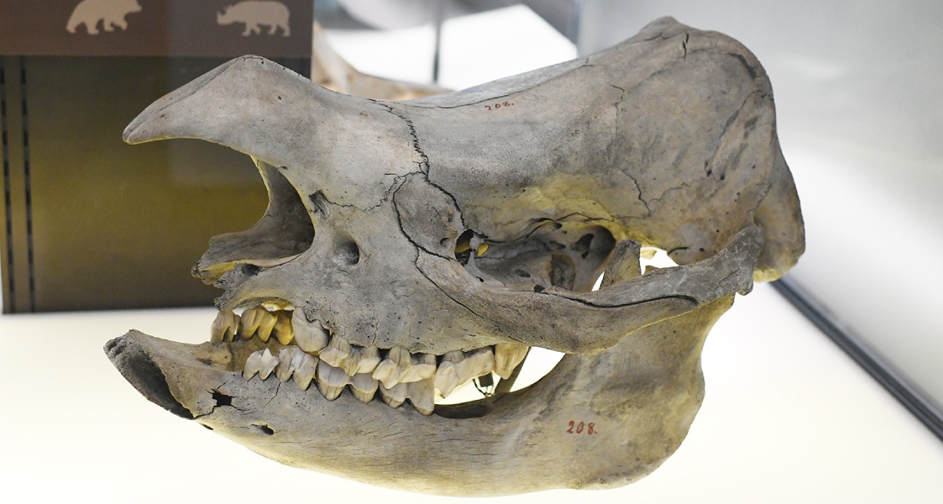 The Javan rhino has 28 teeth (1 incisor, 3 premolars, and 3 molars in each half of the jaw). Less than 75 Javan rhinos exist today. They browse the tropical rainforest in Indonesia searching for vegetation.