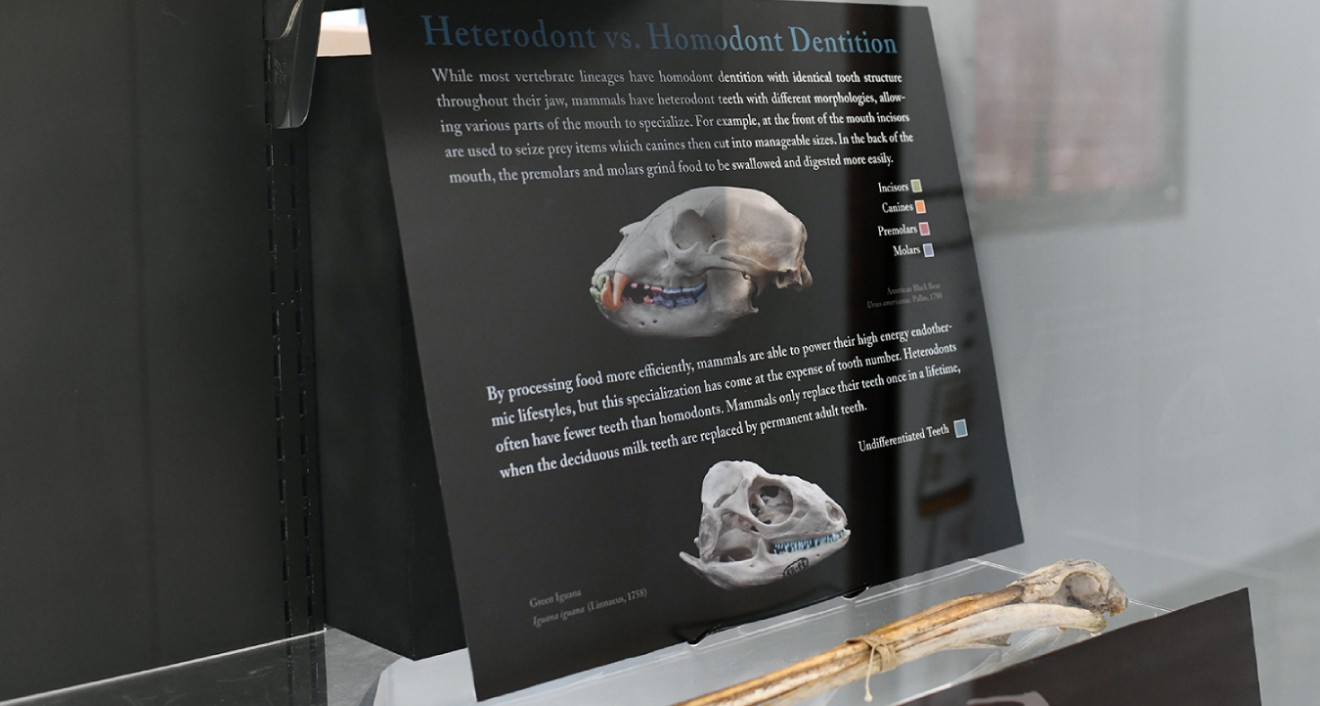 Most vertebrates, such as an iguana or pelican, have “homodont” dentition with identical tooth structures throughout their jaw. Mammals, however, have “heterodont,” or specialized teeth (for example incisors to seize prey and molars to grind food so it may be digested more easily). Examples of both dentitions are displayed in the exhibit.