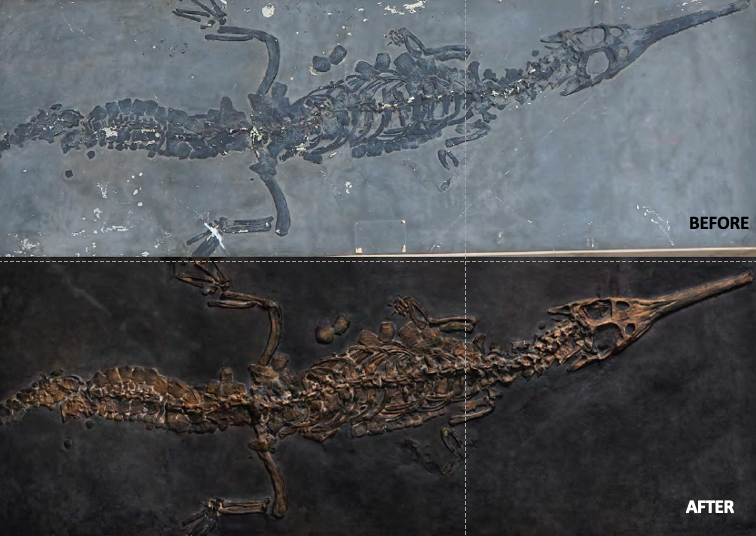 Yu Kai Tan BA/MA ’21 and Andy Tan ’21 restored the Teleosaur’s cast using more realistic coloring.