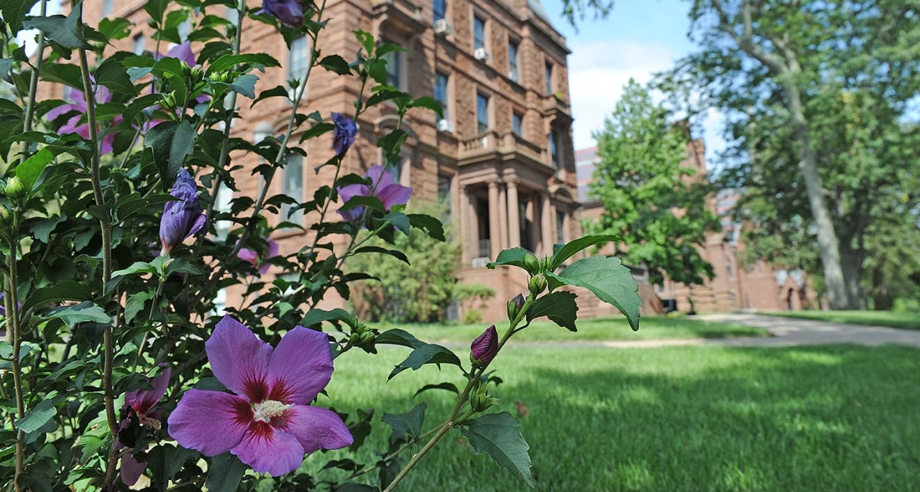 A Rose of Sharon, a deciduous flowering shrub, blooms near Judd Hall.