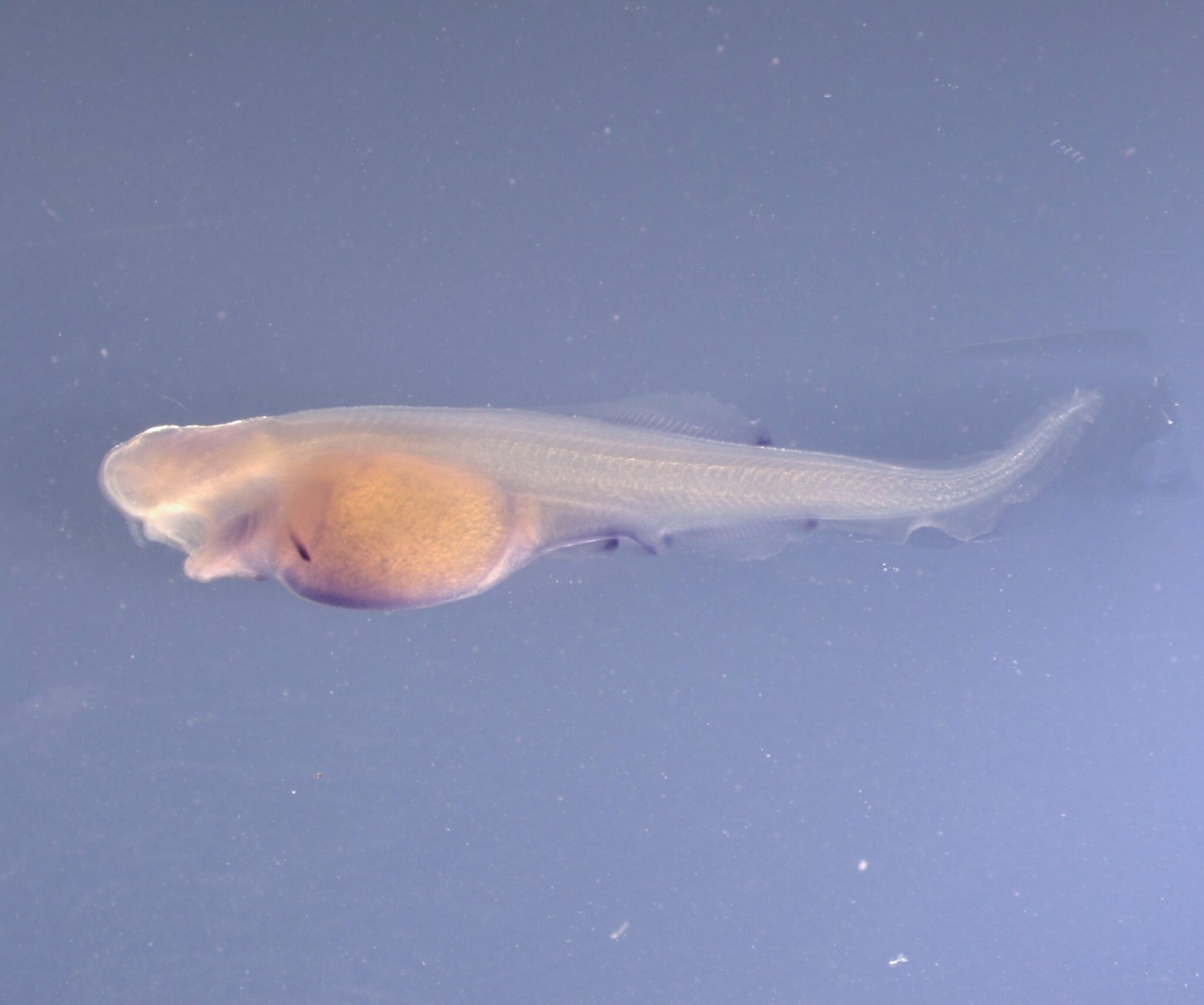 A paddlefish larva. (Photo courtesy of Visiting Professor of Biology Amanda Cass)