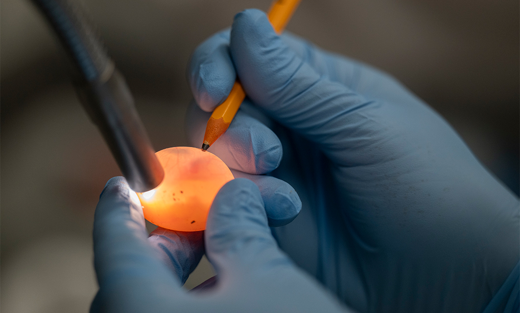 A Red-earned Slider (Trachemys scripta elegans) egg marked under light in the Tezak Lab.