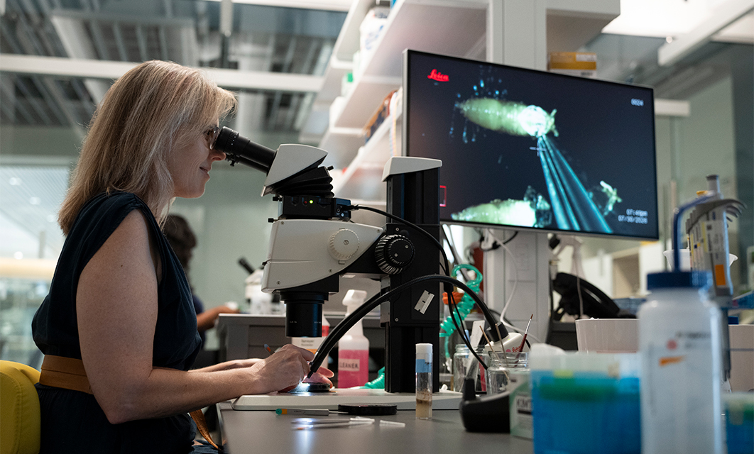 Dr. Ruth I. Johnson preforming a microdissection of Drosophila pupae in the Johnson Lab.