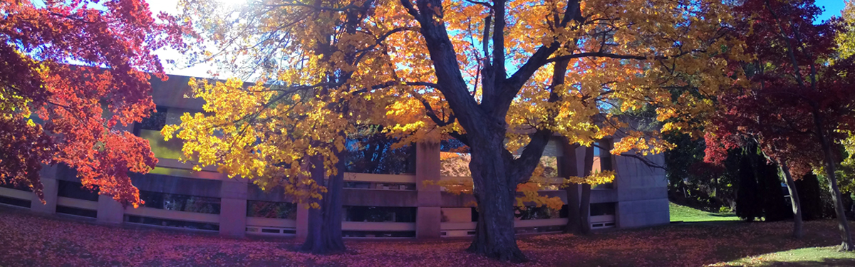 Colorful fall leaves on campus