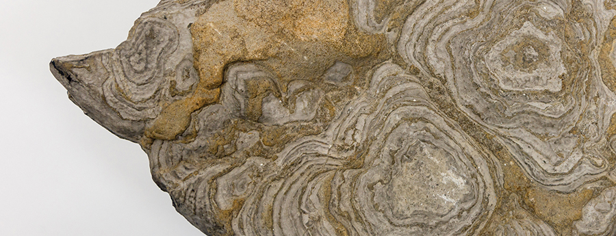 Stromatolite, Hoyt Limestone, Saratoga Springs, New York, Late Cambrian
