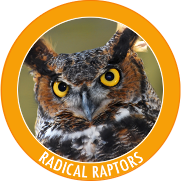 Radical Raptors