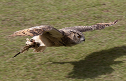 An eagle owl flying in slow motion 