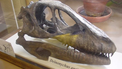 cast of deinonychus antirrhopus skull