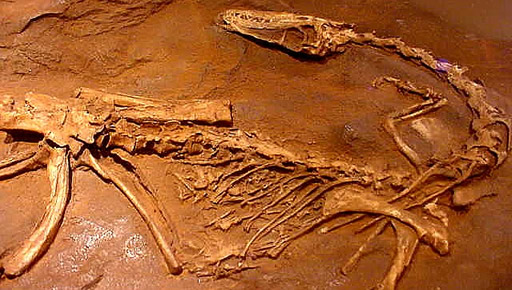skeletal remains