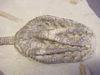 crinoid