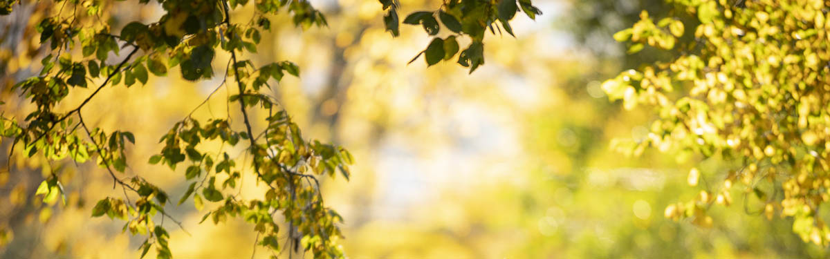 Fall leaves on campus