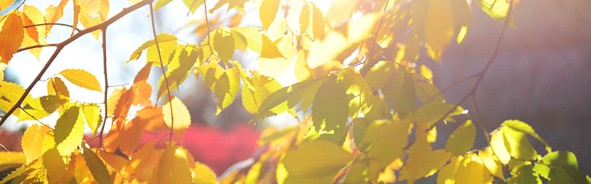 Fall leaves on campus