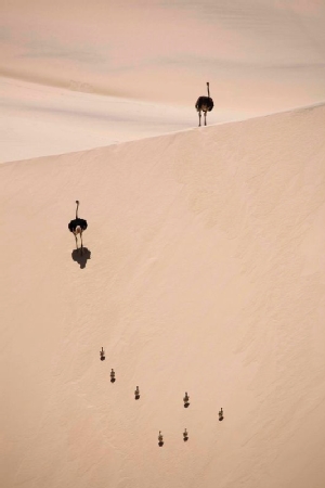 Ostriches