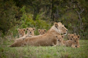 Lioness and Cubs