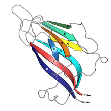 example of a jelly roll fold protein