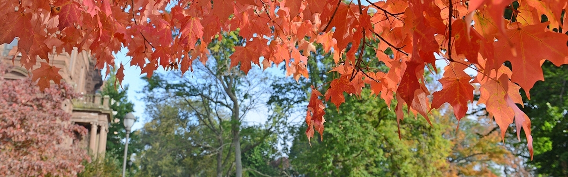 Fall leaves