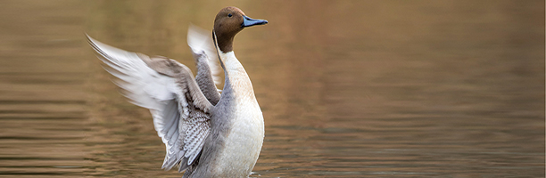 pintail duck