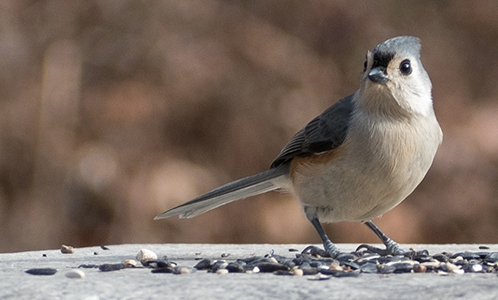 Large_Birds.jpg