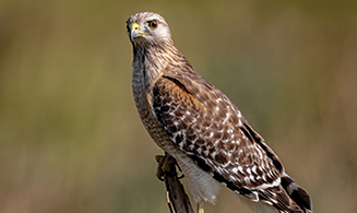 bird of prey