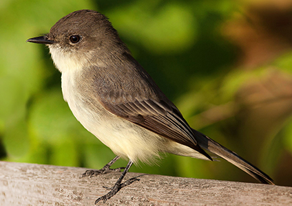 songbird on a branch
