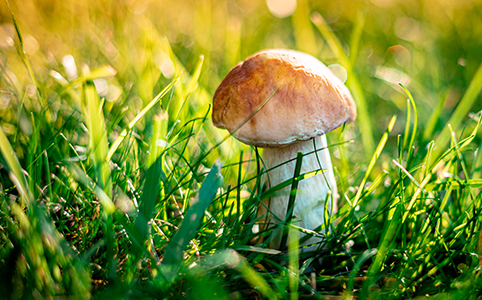 mushroom