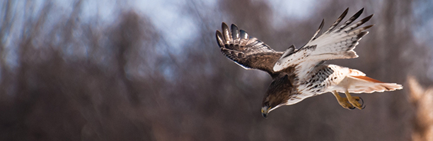 red-tailed hawk